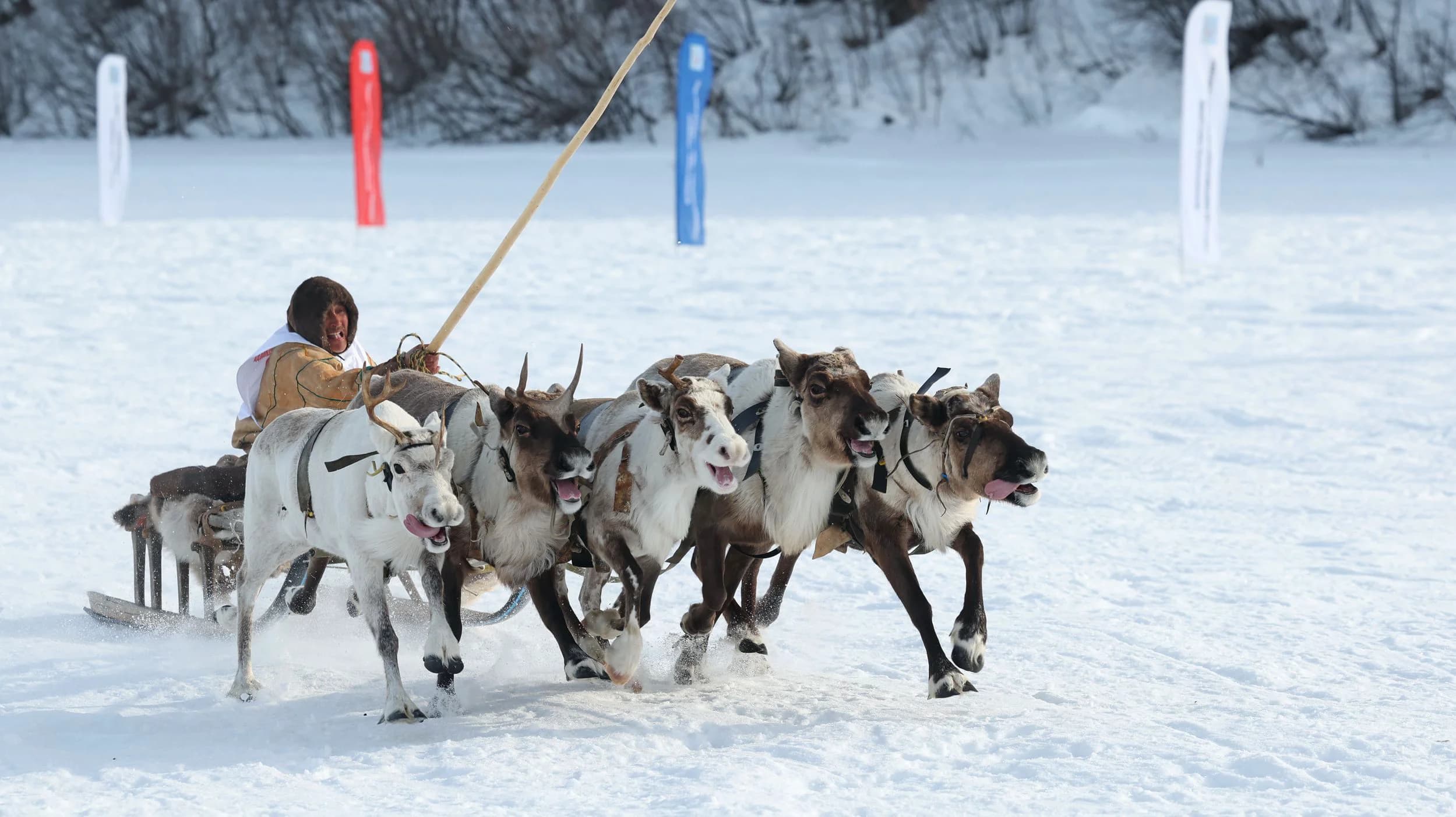 Гонки на оленьих упряжках