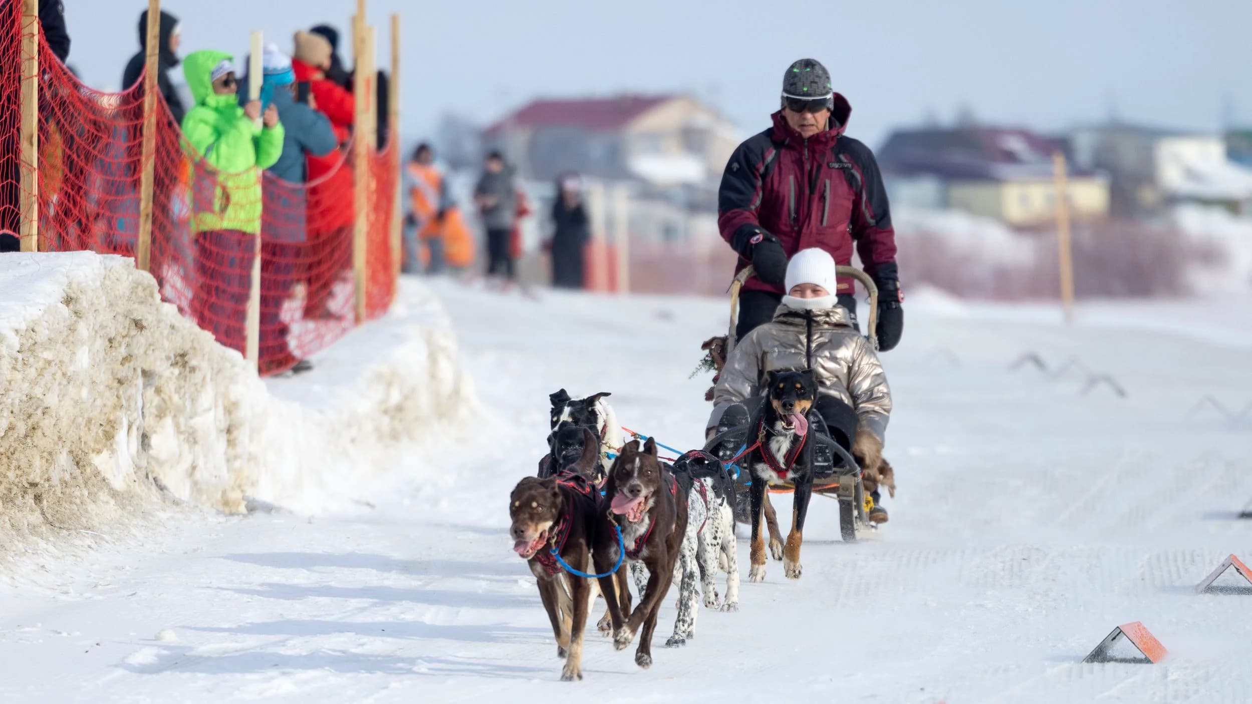 Катание на собачьих упряжках