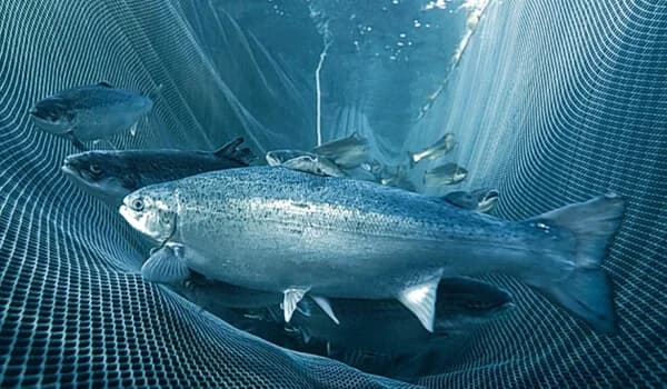 Муксун в сетях