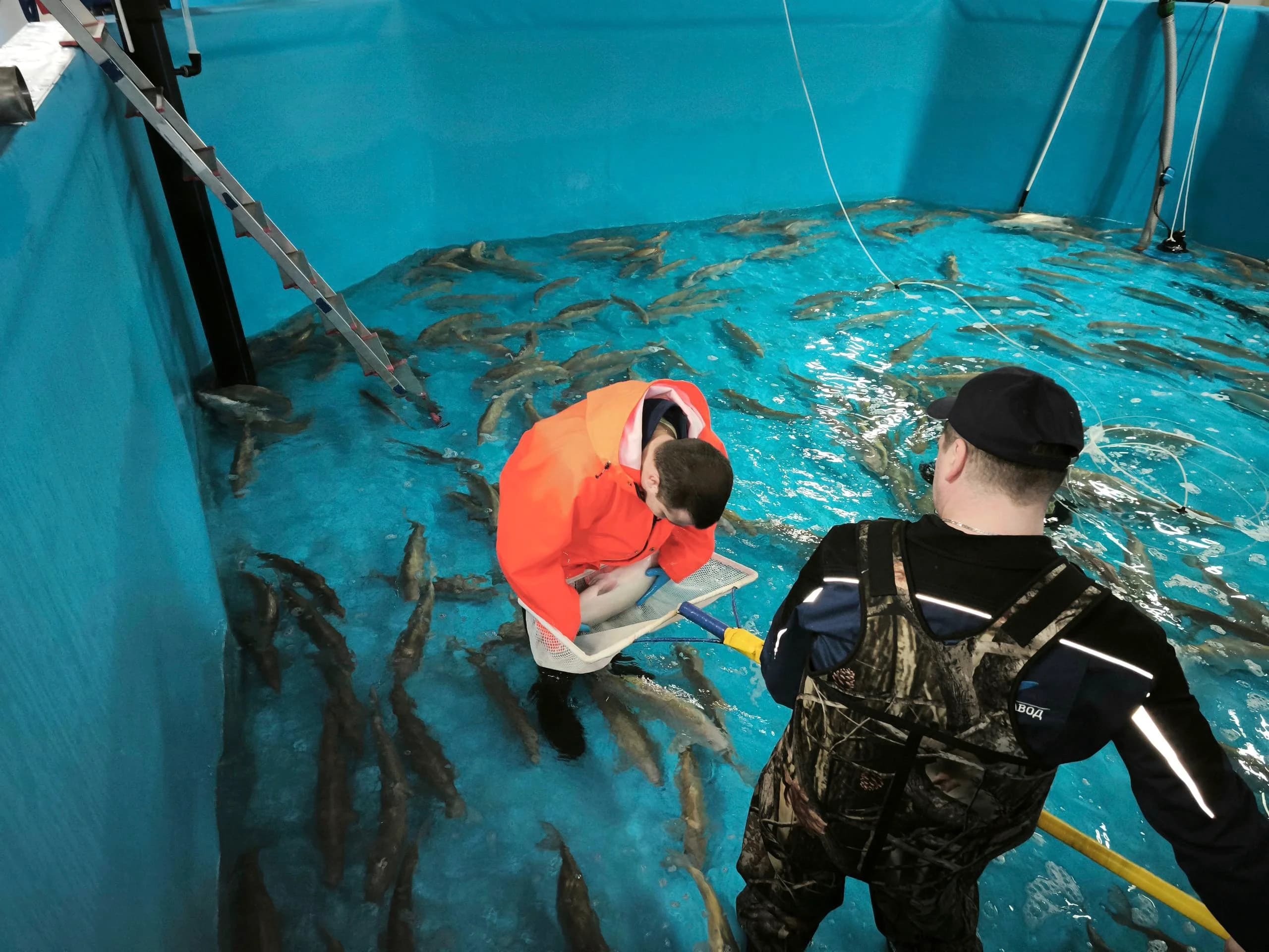 Нерестовая компания муксуна на Собском рыбоводном заводе