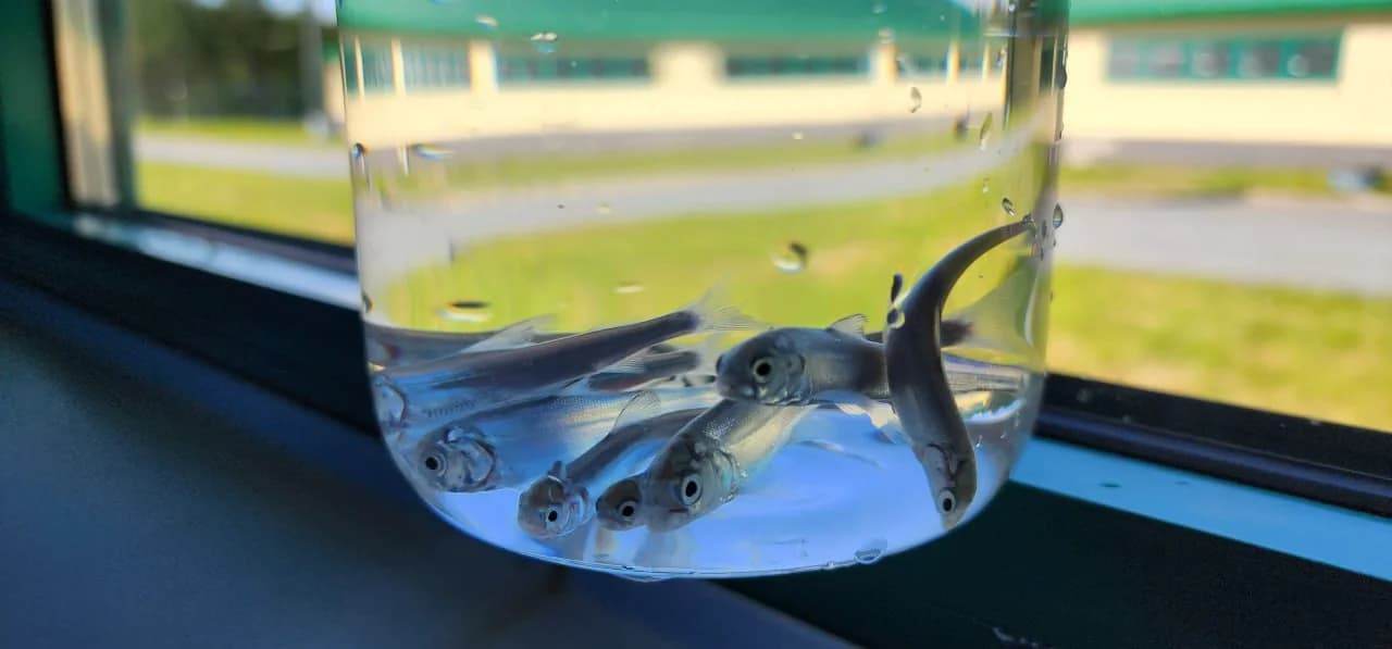 Мальки муксуна