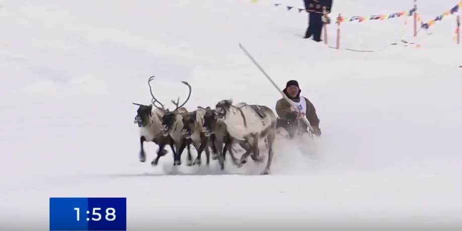 Гонки на оленях в Салехарде