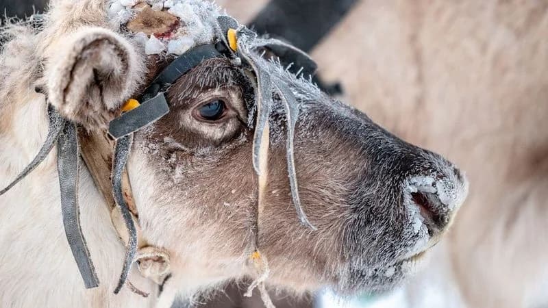 Жителей Салехарда волнует судьба брошенных оленей