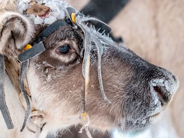 Жителей Салехарда волнует судьба брошенных оленей