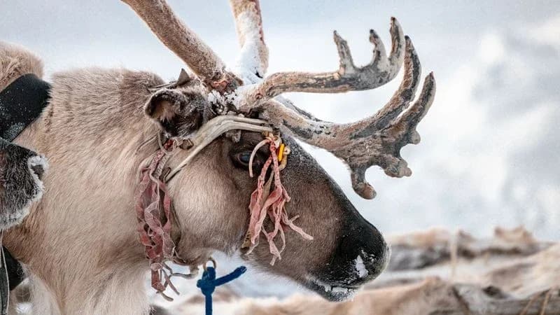 В Салехарде на День оленевода пустят только привитых оленей