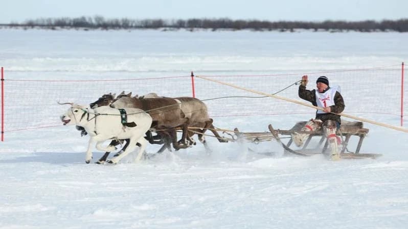 В Салехарде и Приуральском районе День оленевода отметят раньше