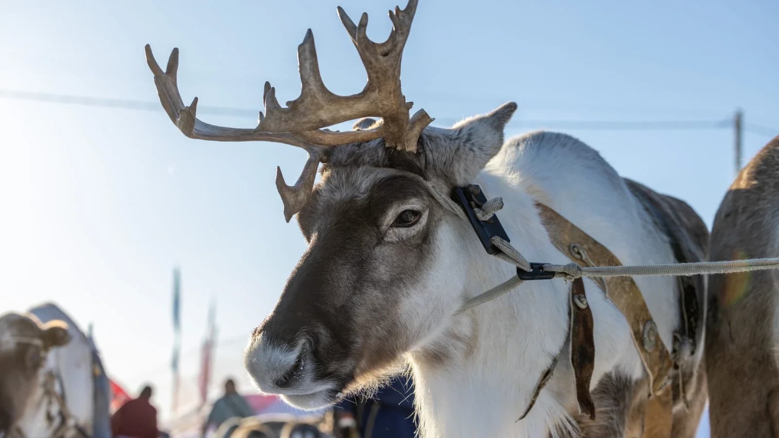 День оленевода: история главного северного праздника