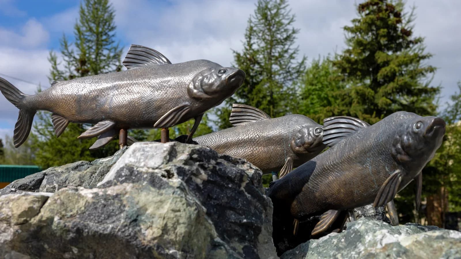 Два брата с Севера: чем ямальский муксун отличается от якутского