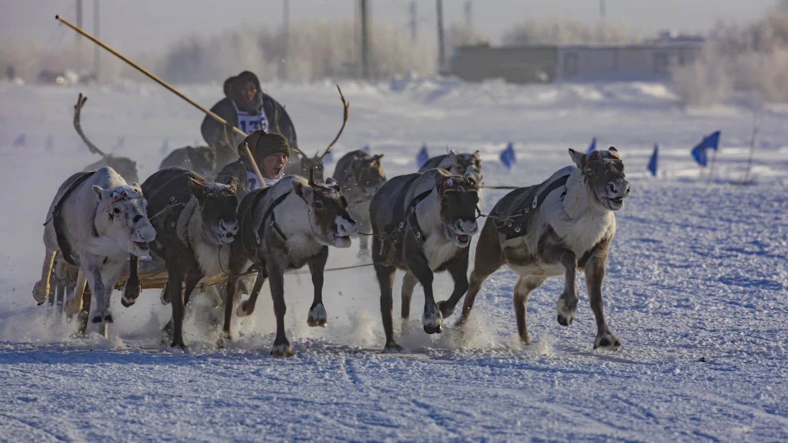 Два километра по Полябте: Губерниев о гонках на оленях в столице Ямала