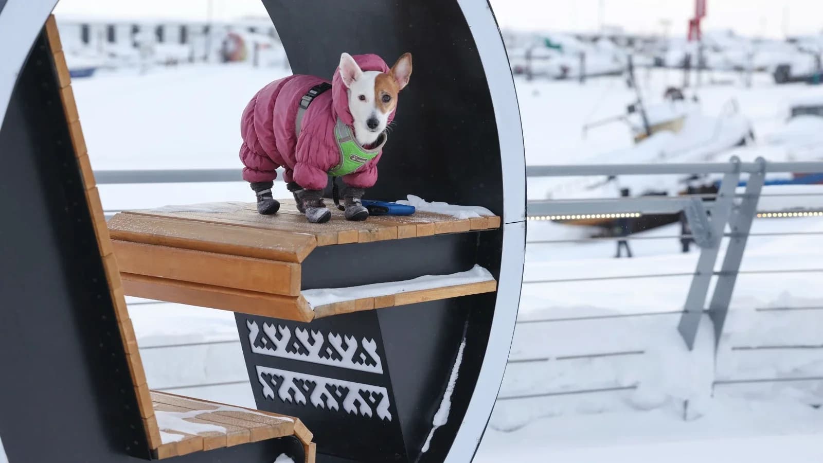 В Салехарде определят границы для прогулок с собаками