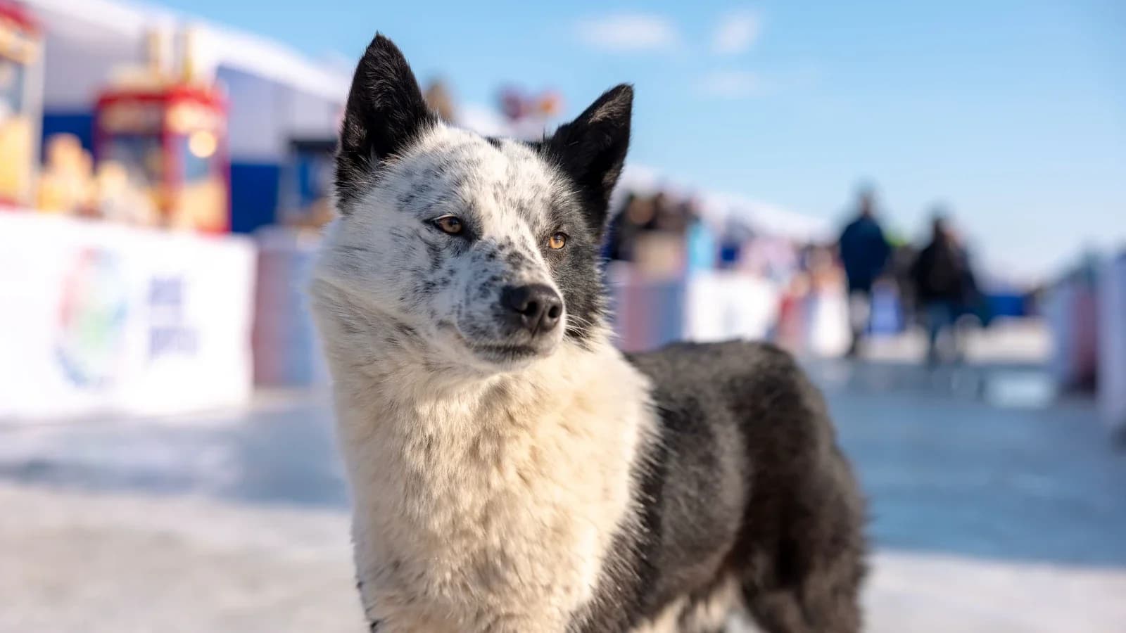 В Салехарде жители мешают отлову бродячих собак